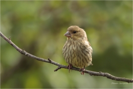 <p>ZVONEK ZELENÝ (Carduelis chloris) ---- /European greenfinch - Grünfink/</p>